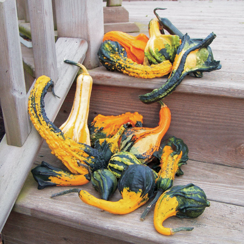 Autumn Wings Small Gourds