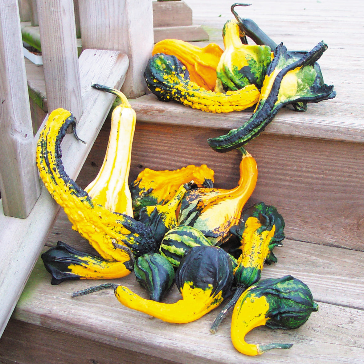 Autumn Wings Medium Gourds