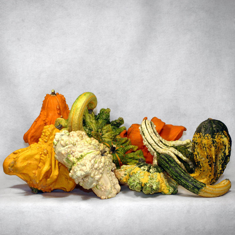 Large Gremlins Untreated Gourd