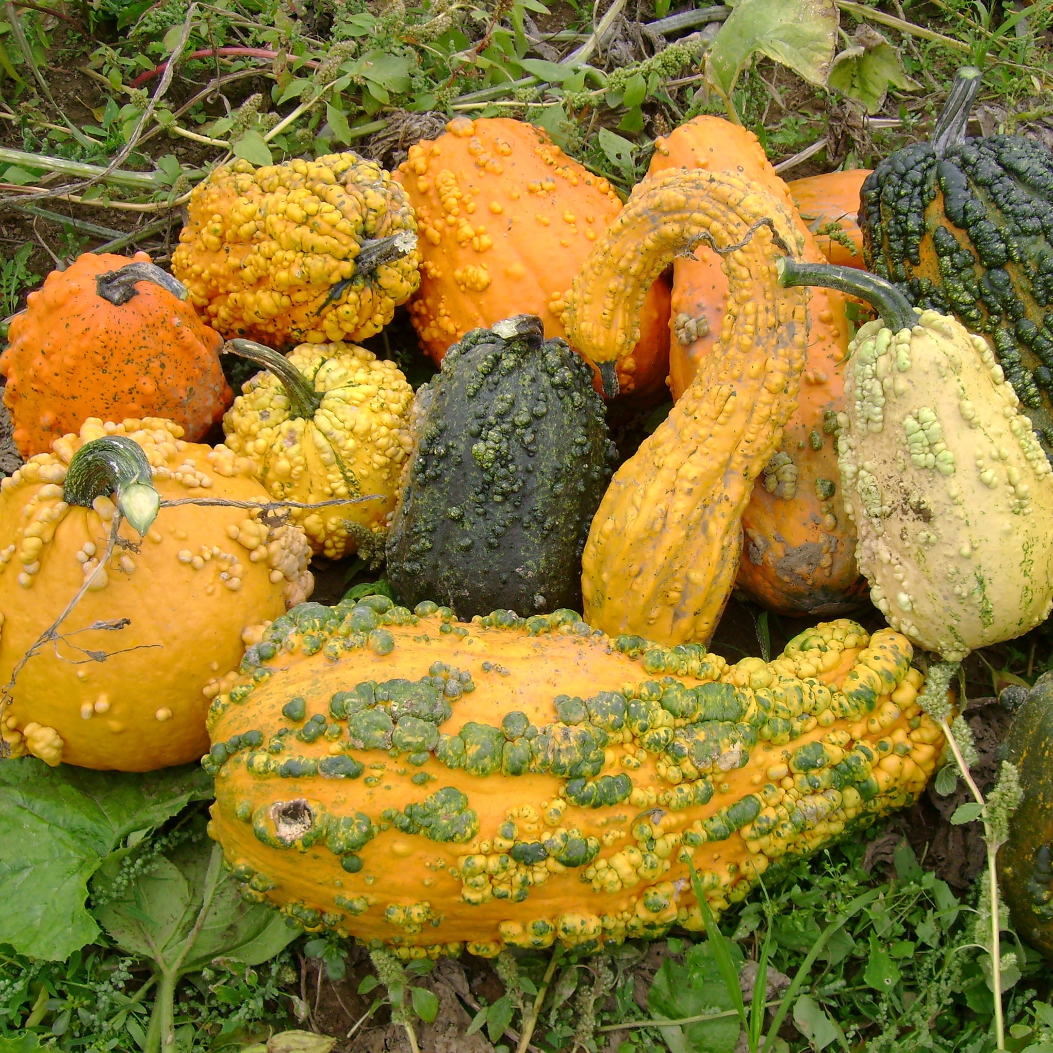 Lunch Lady Untreated Gourds