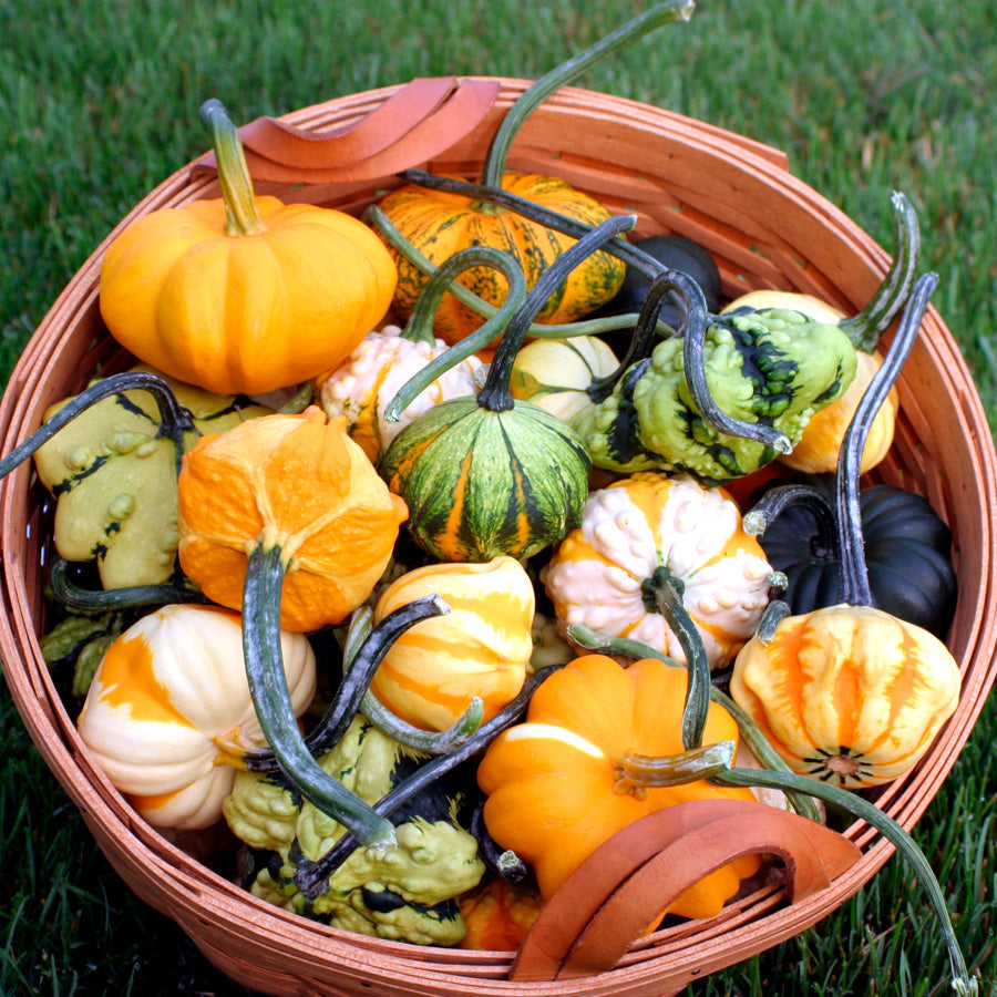 Galaxy Of Stars Gourds Hybrid