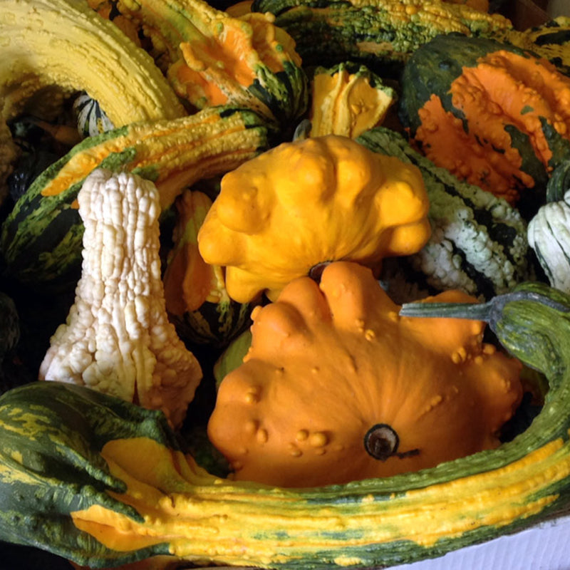 Large Goonies Untreated Gourd