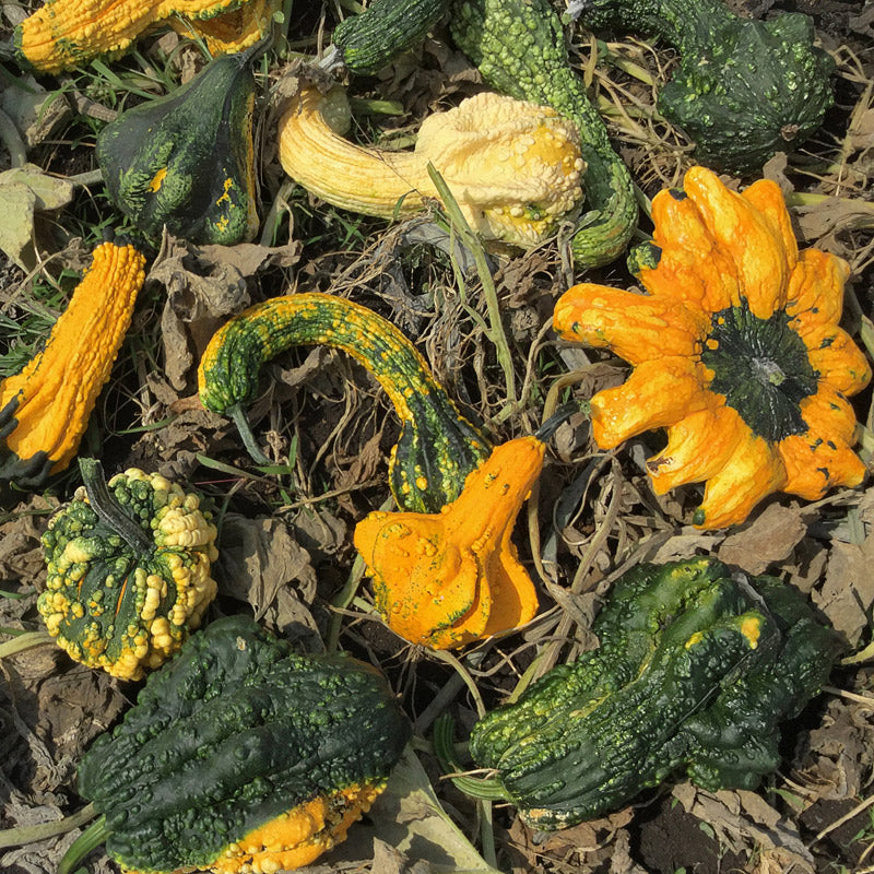 Large Queens Untreated Gourd