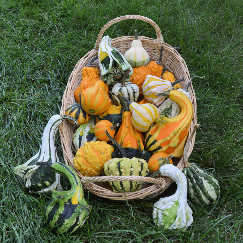 Small Wee Wings Untreated Gourd