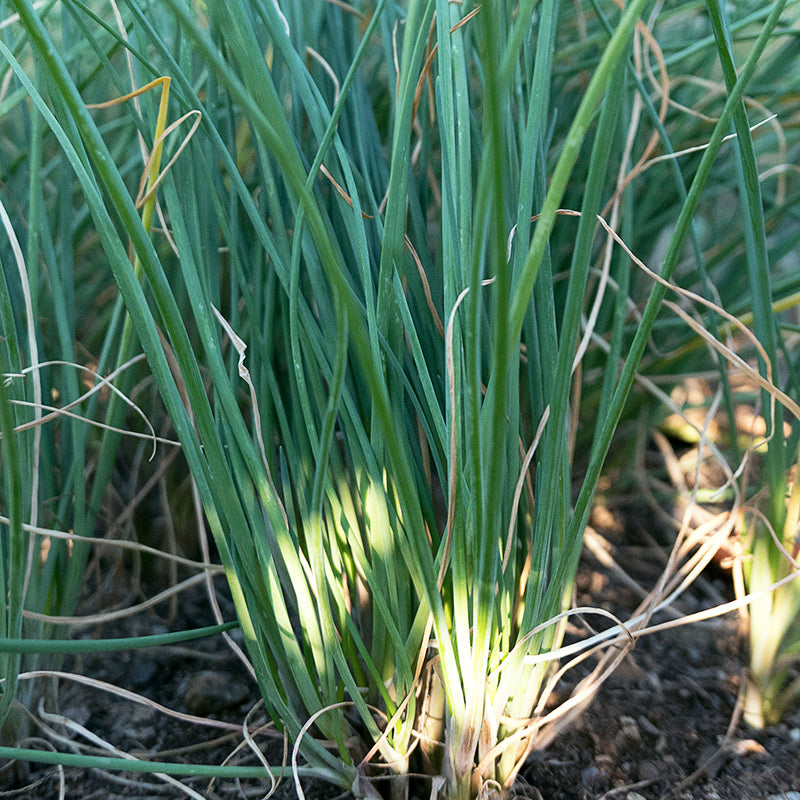 Chives Untreated - Herb