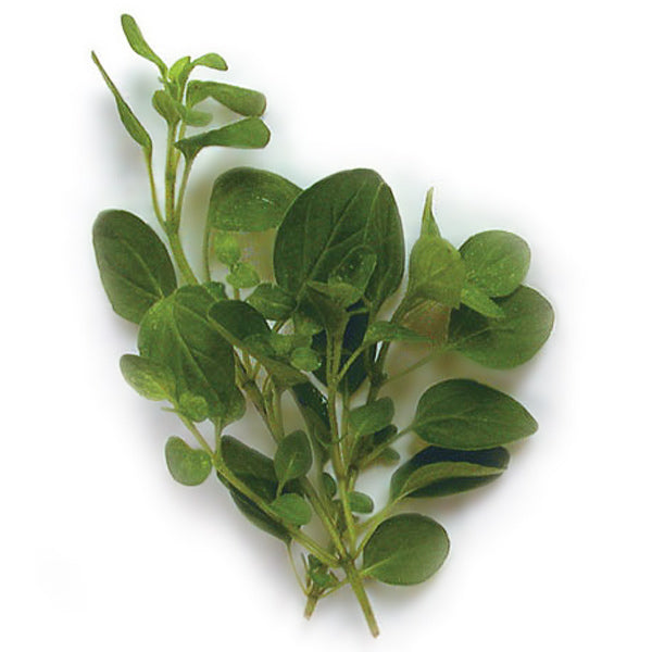 Oregano Greek Strain Untreated - Herb