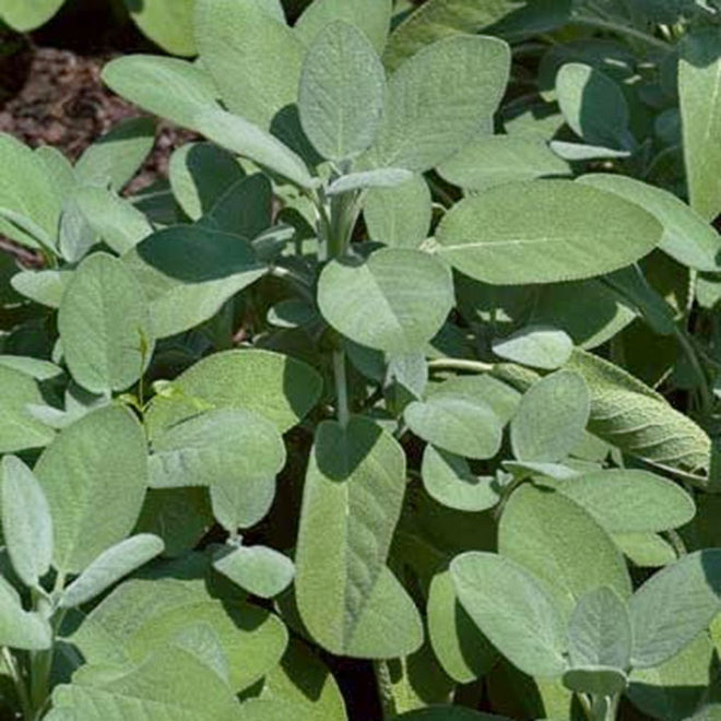 Sage Untreated - Herb