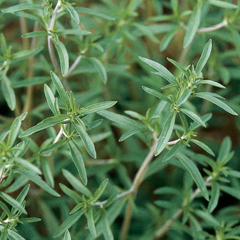 Summer Savory Untreated  - Herb