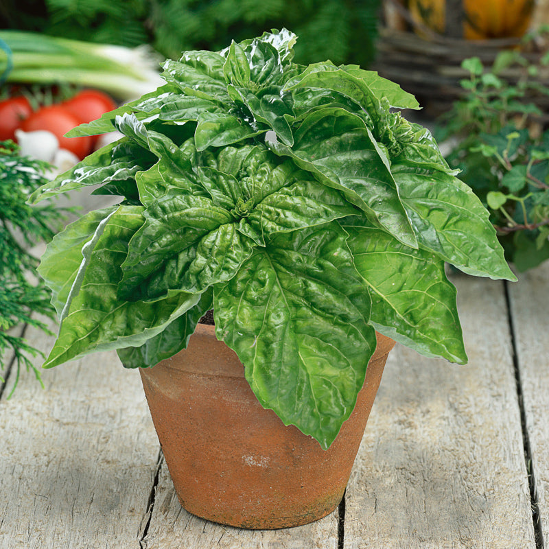 Lettuce Leaf Untreated Basil - Herb