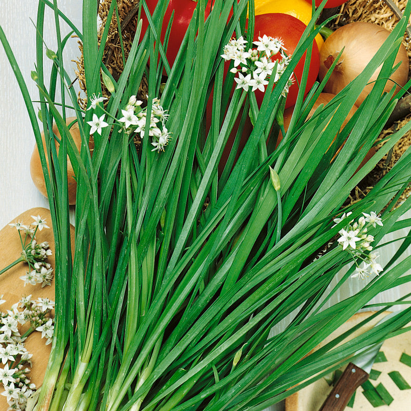 Garlic Untreated Chives - Herb
