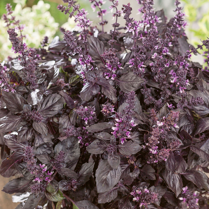 Red Rubin Untreated Basil - Herb