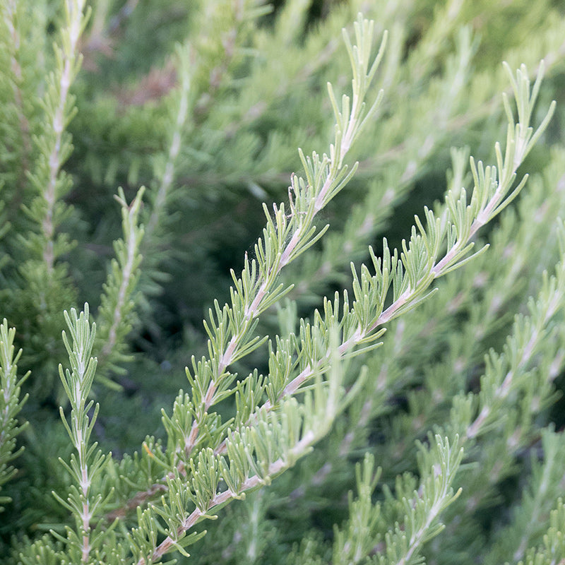 Rosemary Untreated - Herb