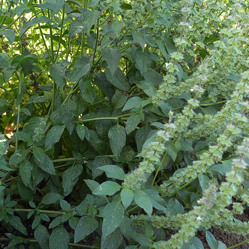 Lemon Untreated Basil - Herb