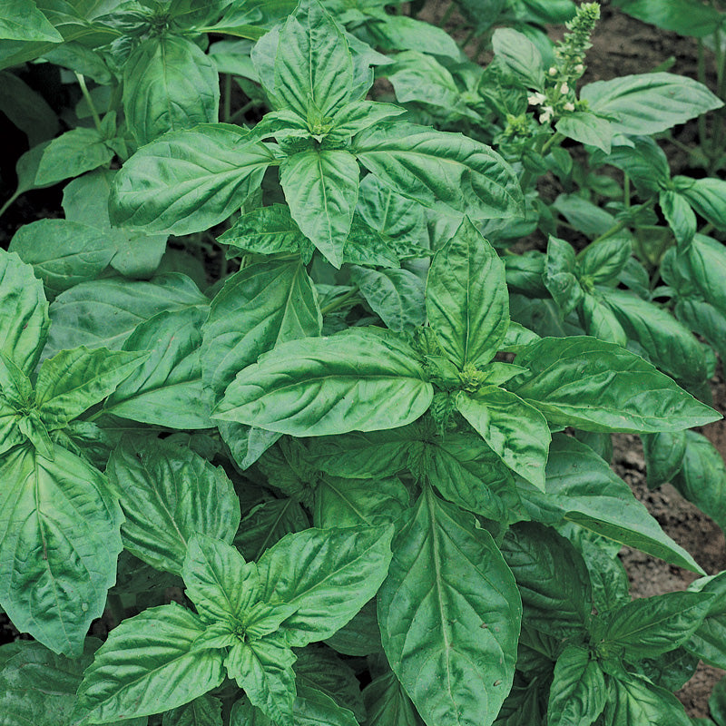 Genovese Untreated Basil - Herb