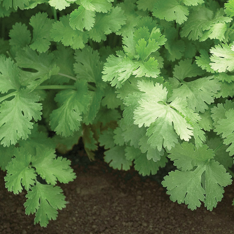 Santo Coriander Monogerm - Herb