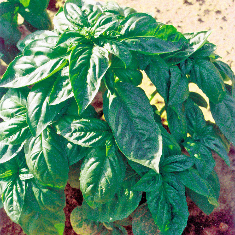 Nufar YR Untreated Organic Basil - Herb Hybrid