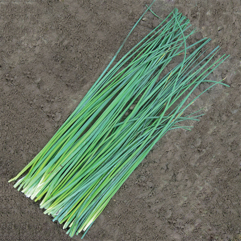 Nelly Untreated Chives - Herb