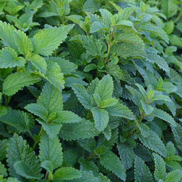 Lemon Balm Untreated - Herb