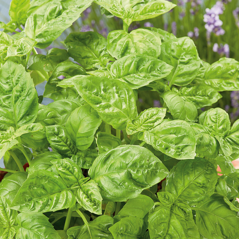 plant with two seed leaves Two Star MI Lettuce Seeds – Pelleted for Precision
