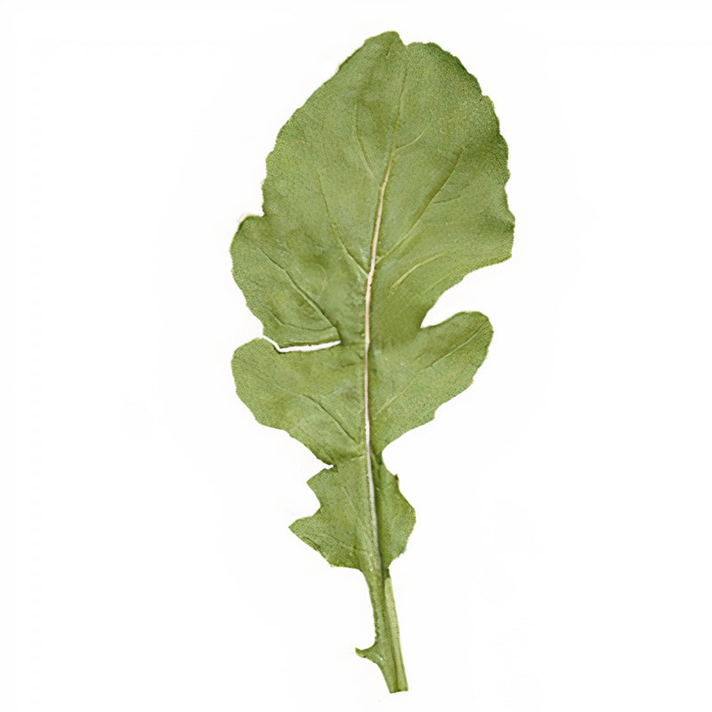 Stokes Seeds Astro Arugula