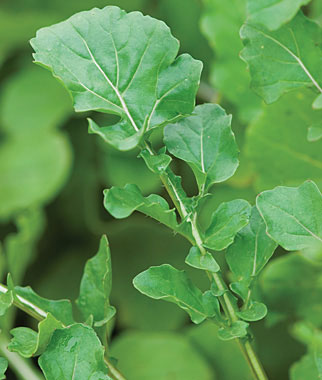 Roquette Untreated Arugula - Herb