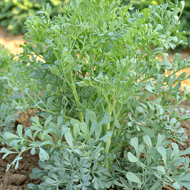 Rue Untreated - Herb
