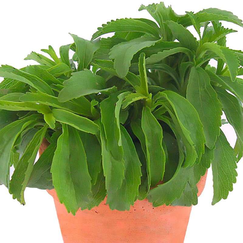 Stevia - Untreated Sweet Herb