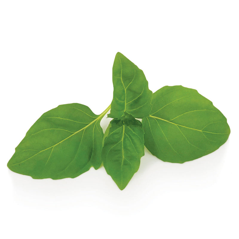 Obsession DMR Untreated Basil