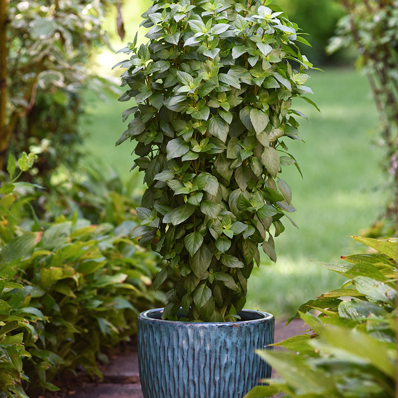Everleaf Emerald Tower Untreated Basil - Herb