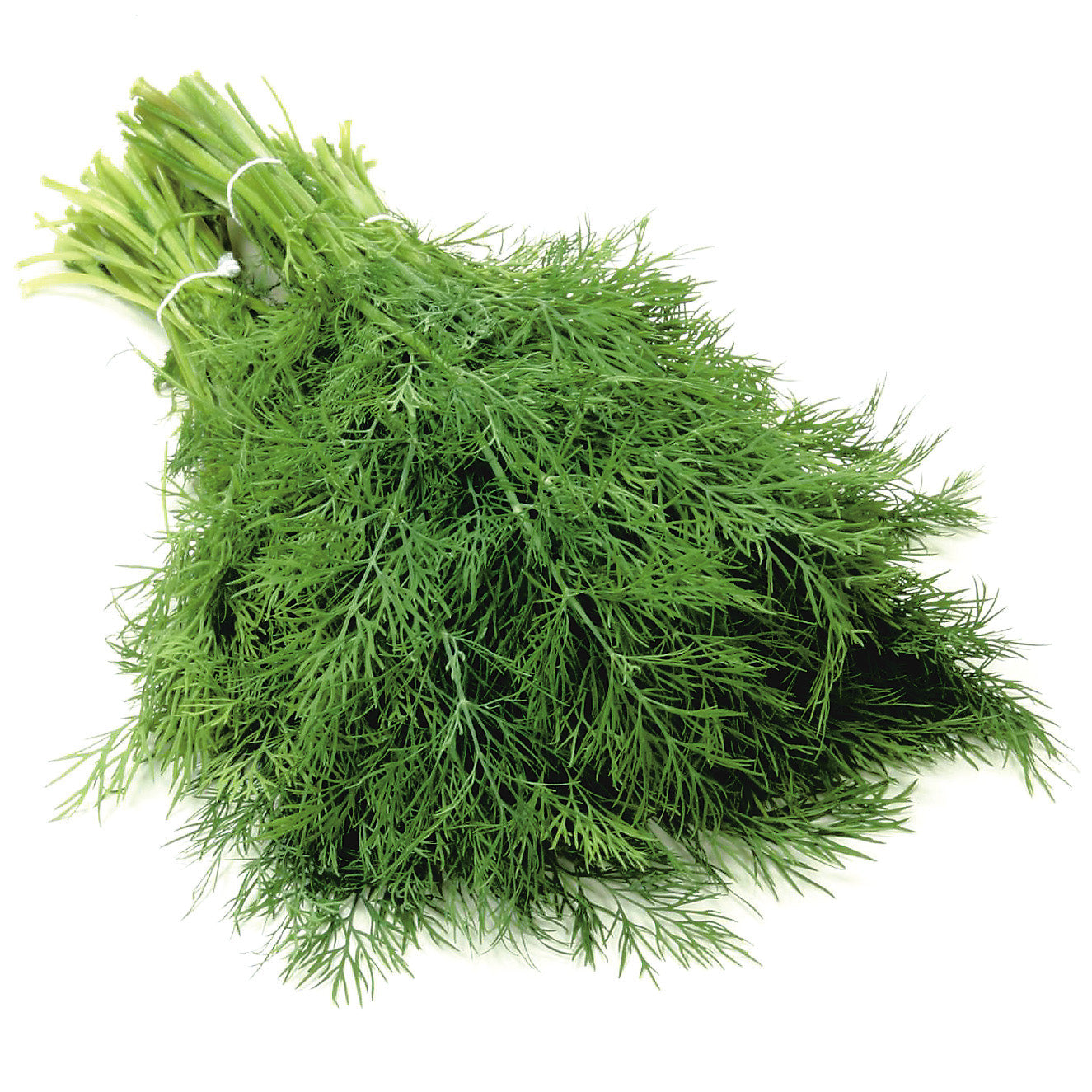 Dill Diana Untreated- Herb