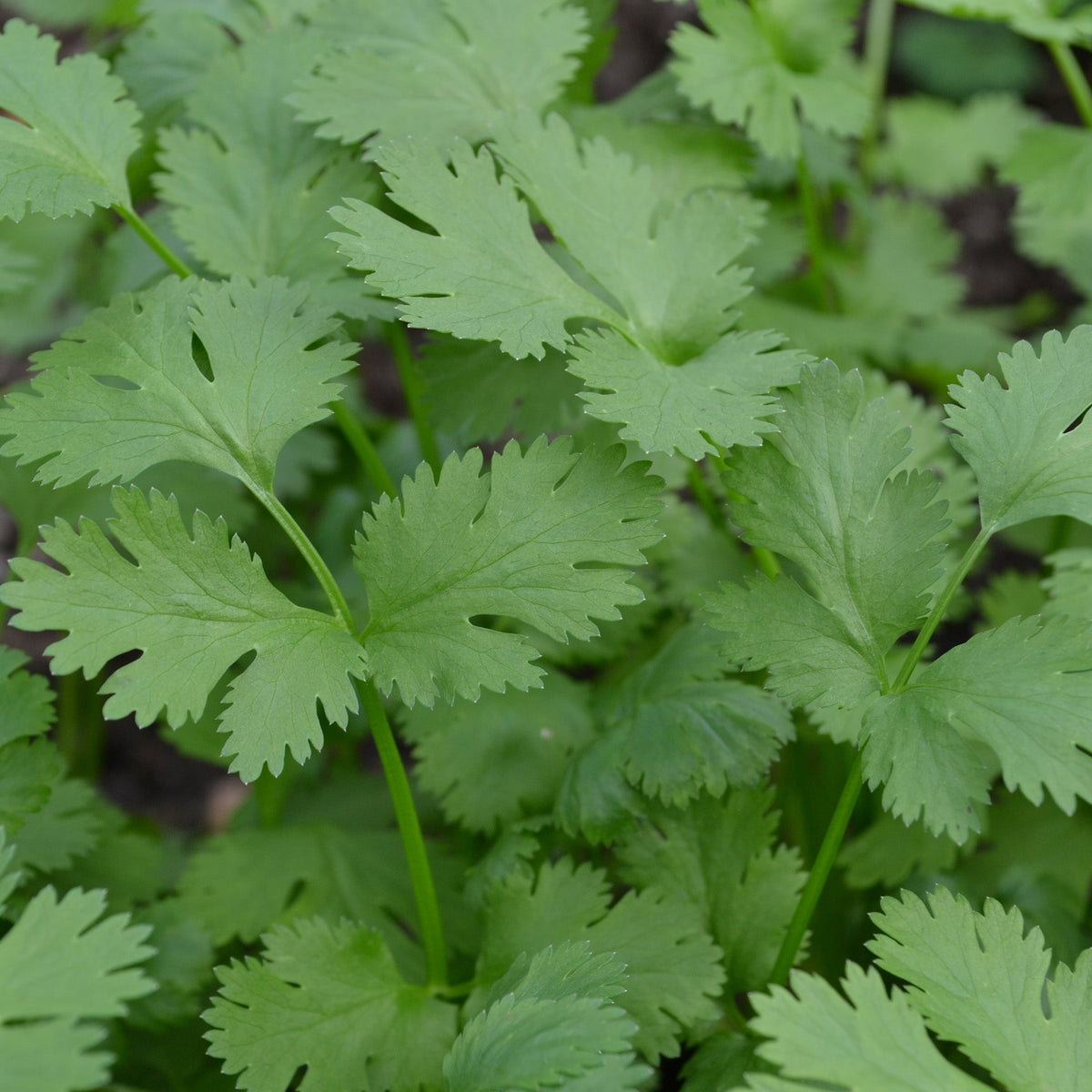 Cruiser Untreated Cilantro/coriander