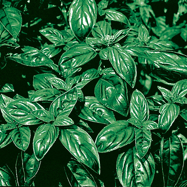 Di Genova Untreated Basil - Herb