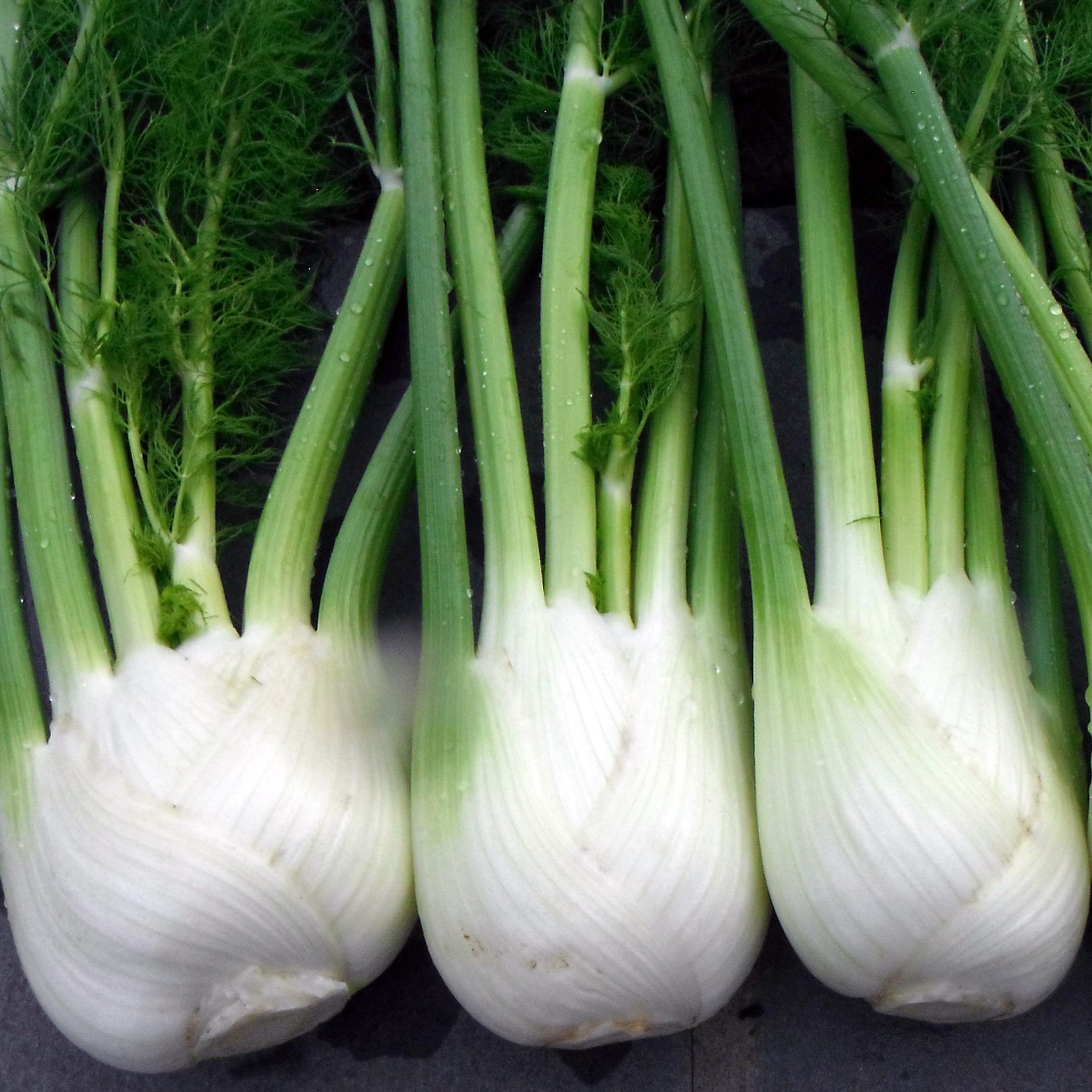 Antares Untreated Fennel Hybrid