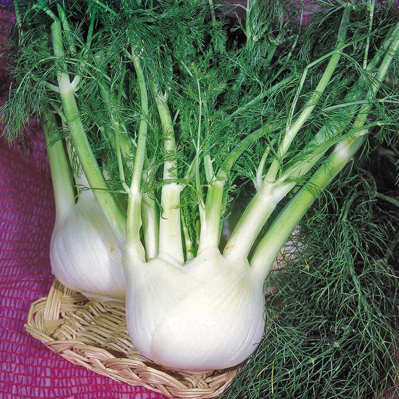 Cristal Untreated Fennel - Herb