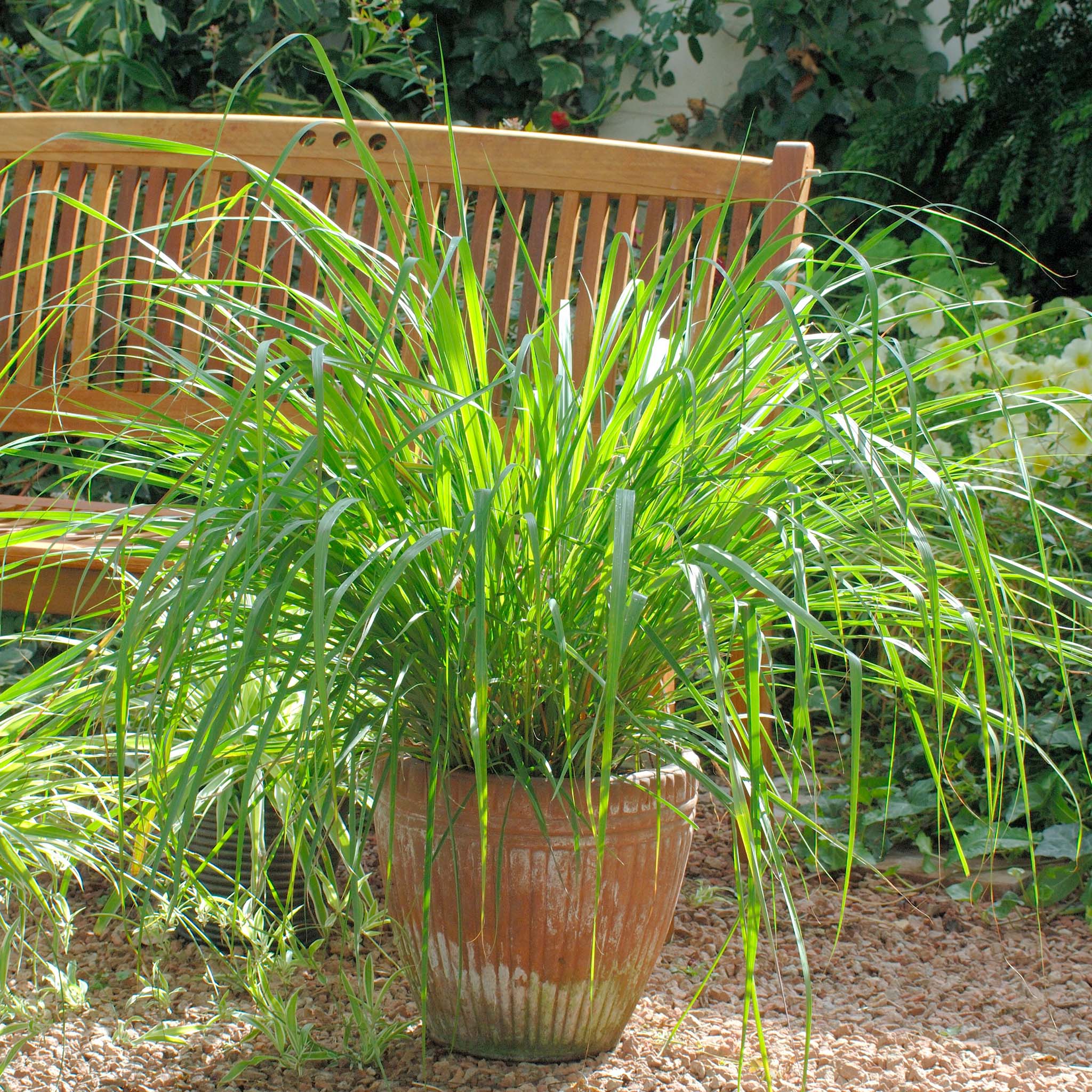 Lemon Grass Untreated Herb