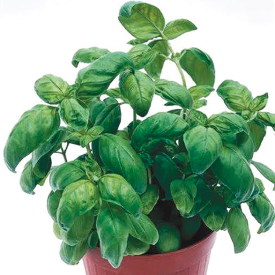 Martina Genovese Untreated Basil - Herb