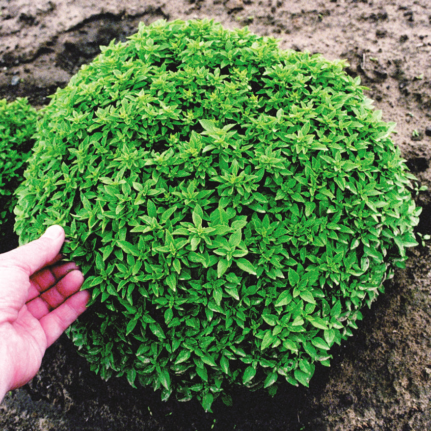 Spicy Globe Dwarf Untreated Basil - Herb