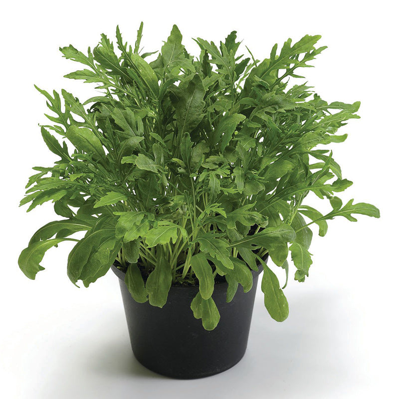 Selvatica Untreated Arugula - Herb