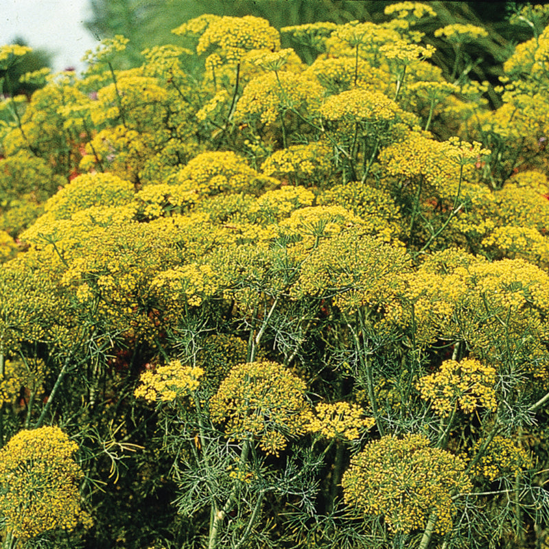Dwarf Untreated Fernleaf Dill - Herb