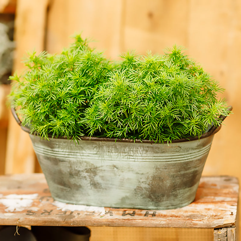Dropshot Coated Untreated Marigold - Herb