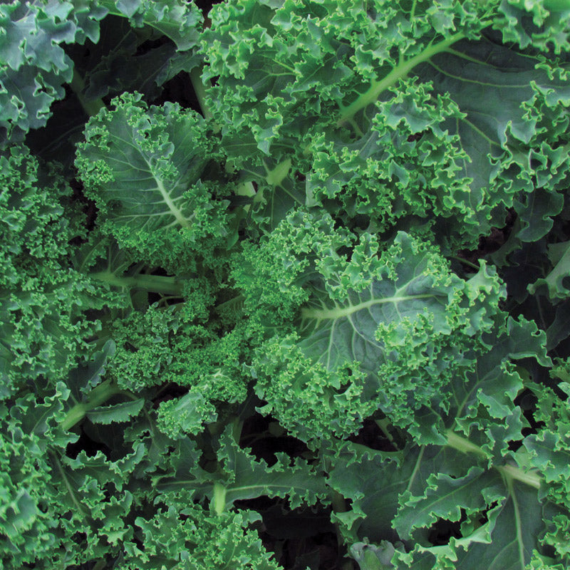 Vates Blue Curled Kale
