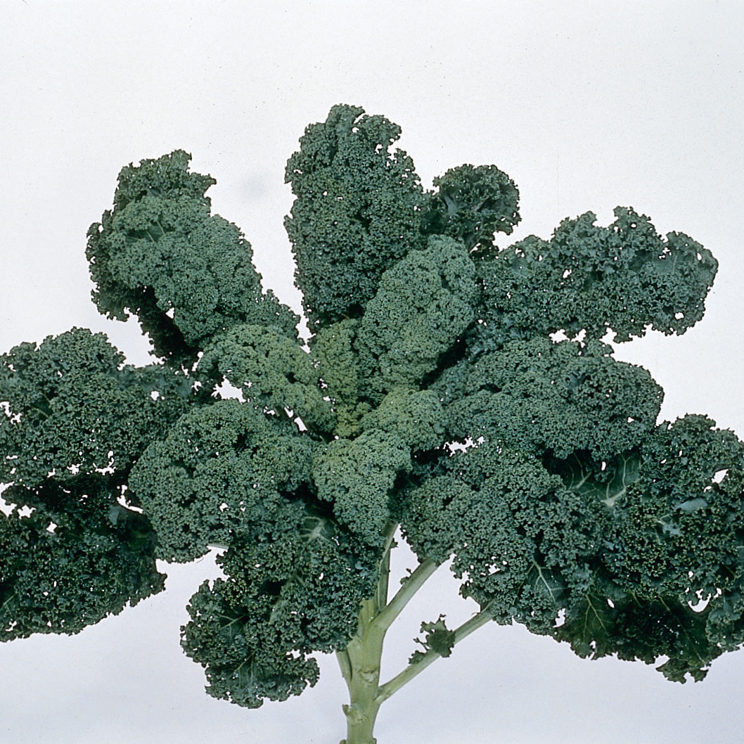 Blue Ridge Kale Hybrid