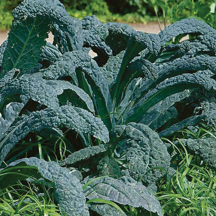 Lacinato Untreated Kale