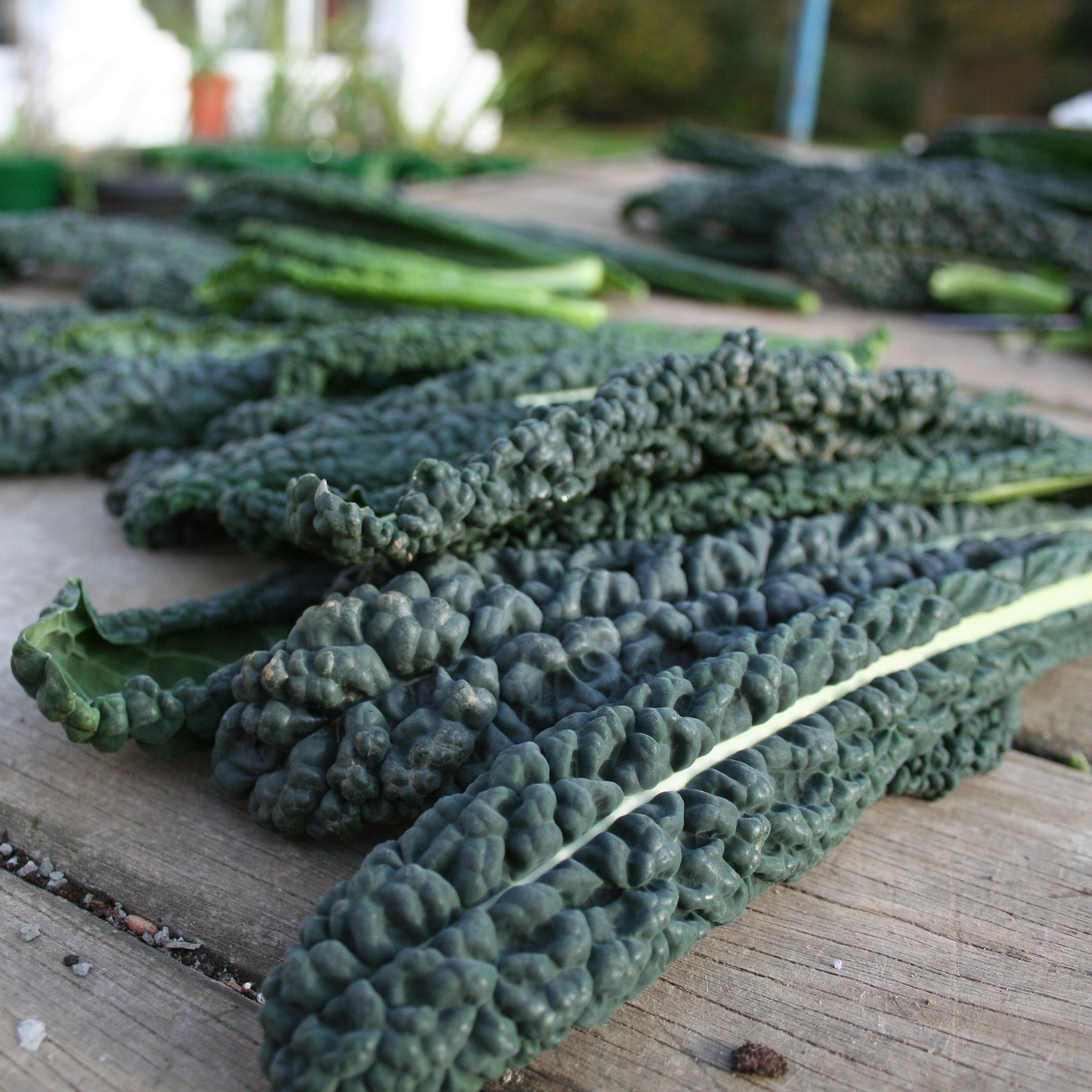 Black Magic Untreated Kale