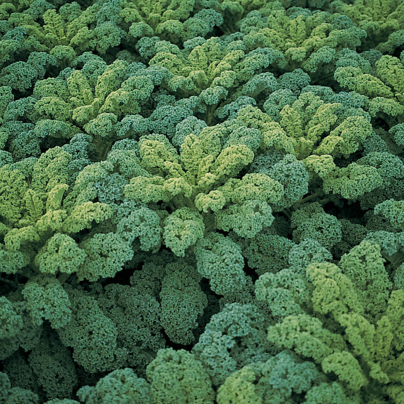 Darkibor Untreated Kale Hybrid
