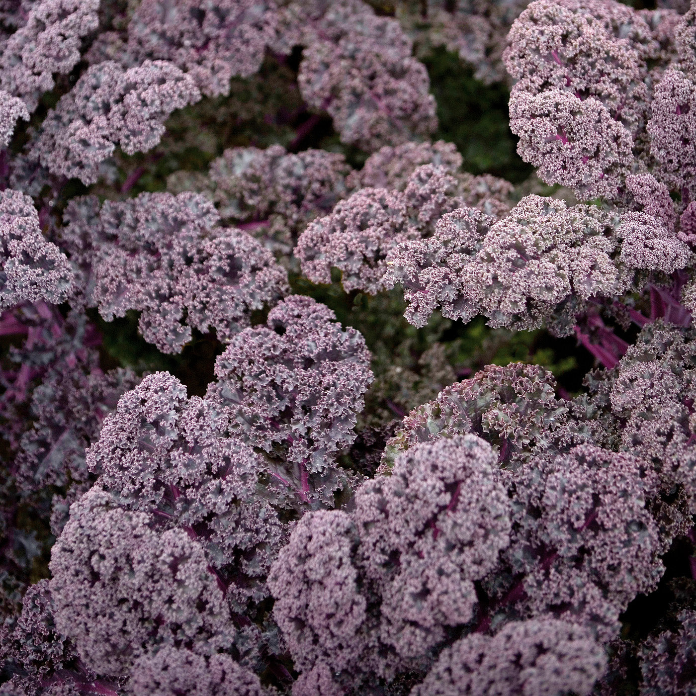 Redbor Untreated Kale Hybrid