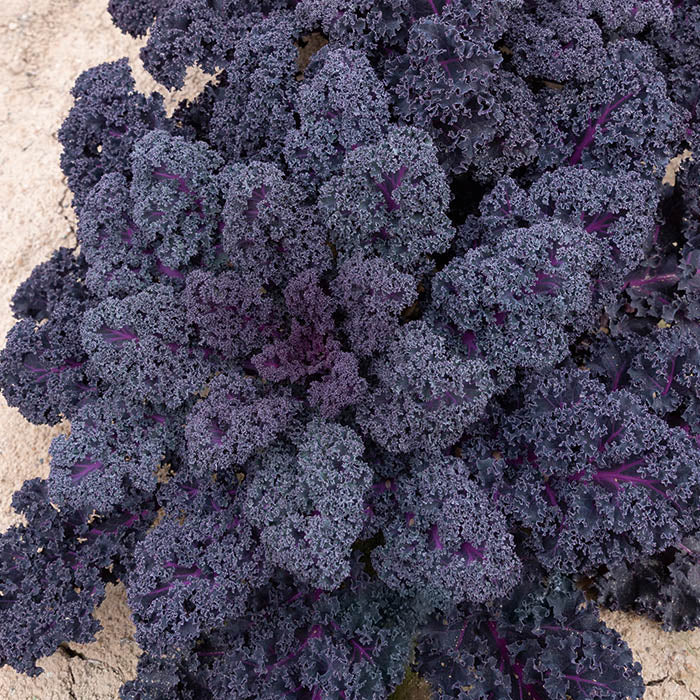 Sunbor Untreated Kale Hybrid