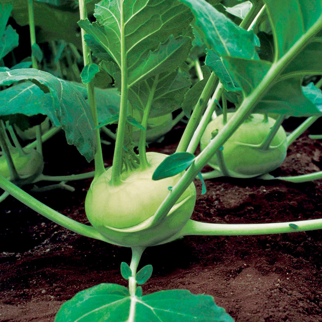 Quickstar Kohlrabi Hybrid
