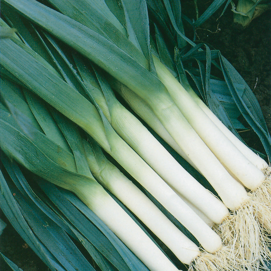 leekページ Leek Seeds | Stokes Seeds