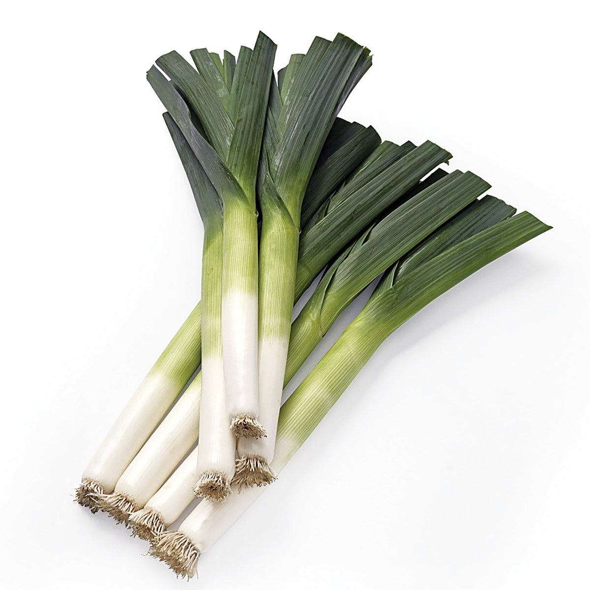 Krypton Leek Seeds – Pelleted for Precision | Stokes Seeds – Stokes ...